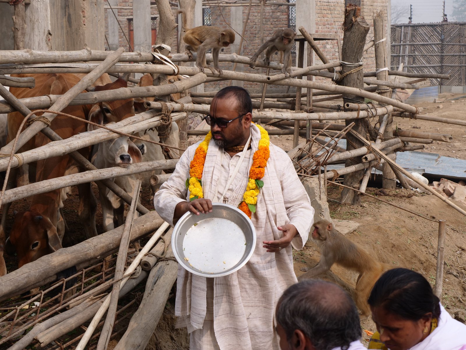  185 Gopashtami Radha kunda Govardhan 19.11.04